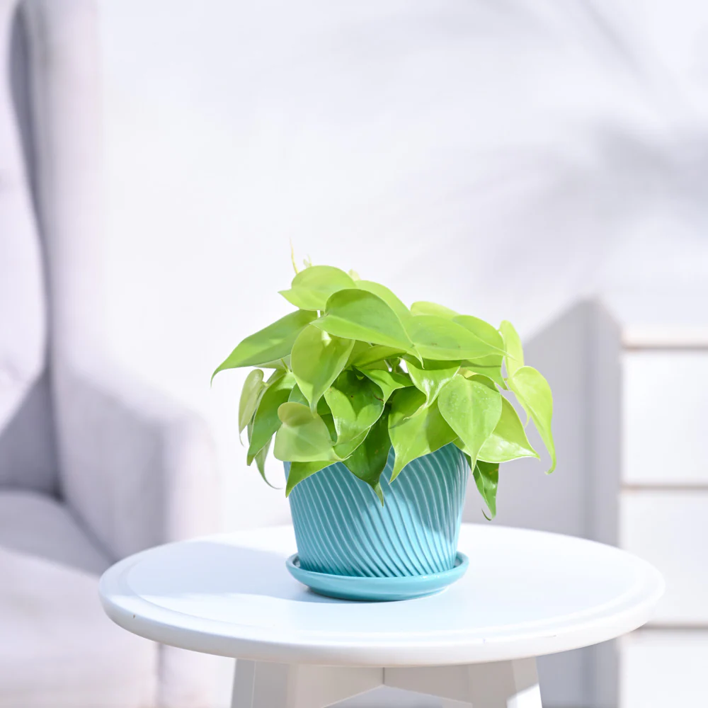 Philodendron Oxycardium Golden Plant - Image 13
