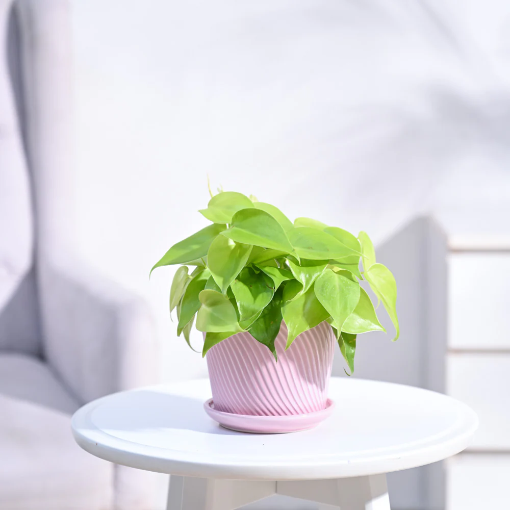 Philodendron Oxycardium Golden Plant - Image 14
