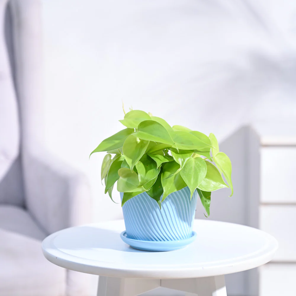 Philodendron Oxycardium Golden Plant - Image 15