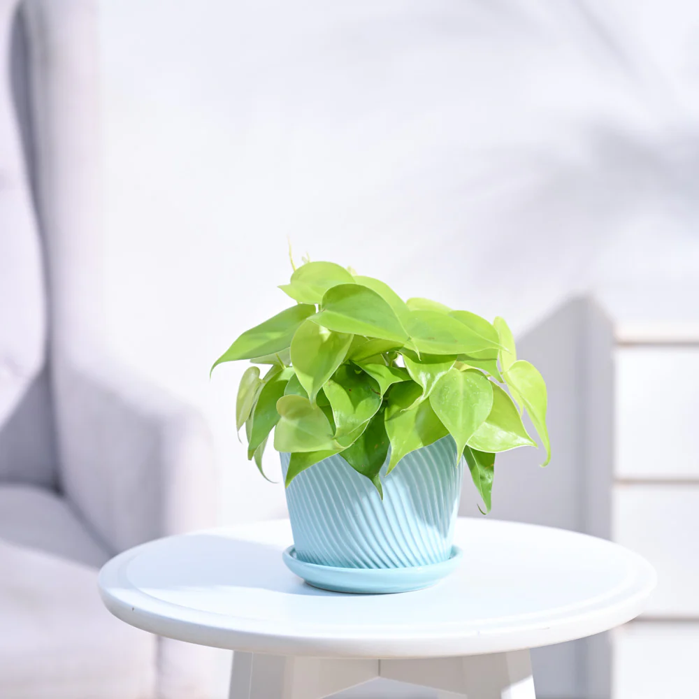 Philodendron Oxycardium Golden Plant - Image 16