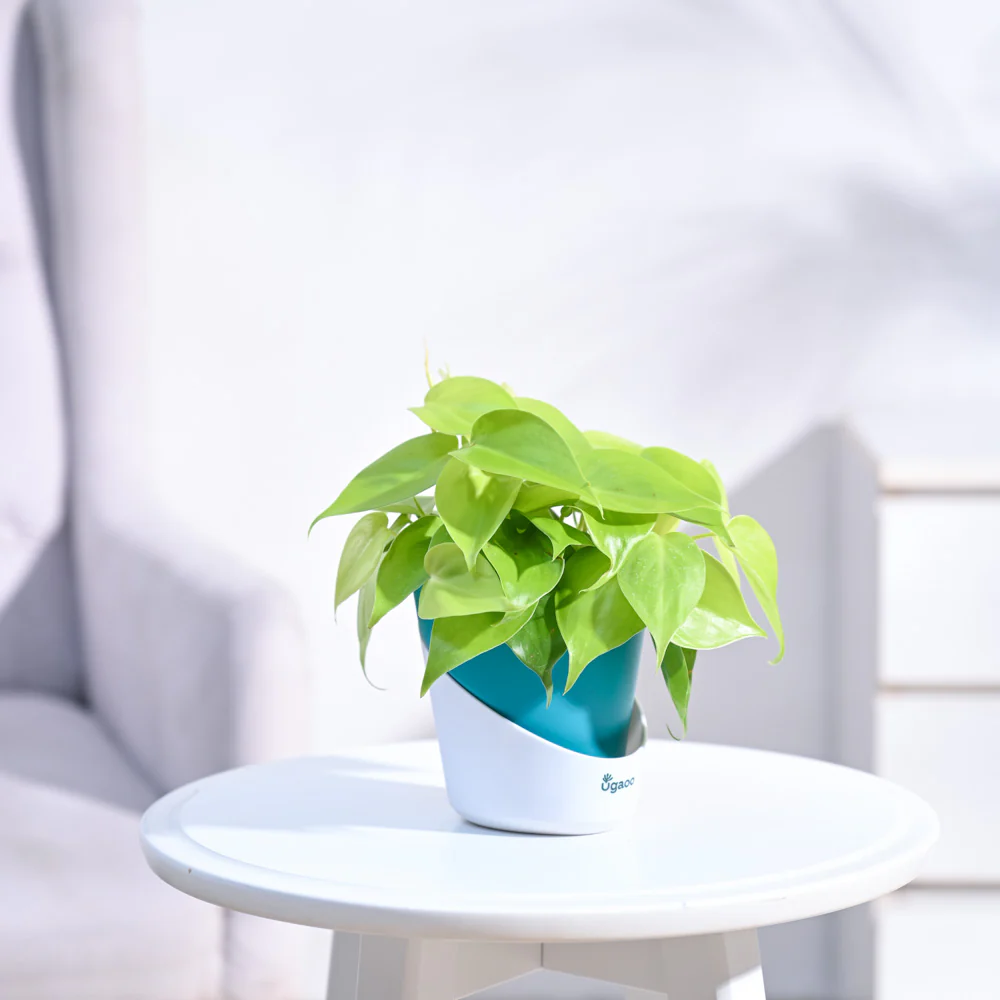 Philodendron Oxycardium Golden Plant - Image 17