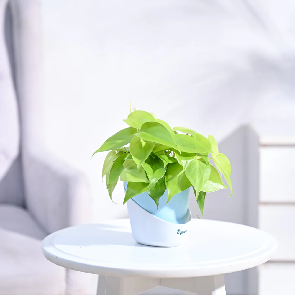 Philodendron Oxycardium Golden Plant - Image 19