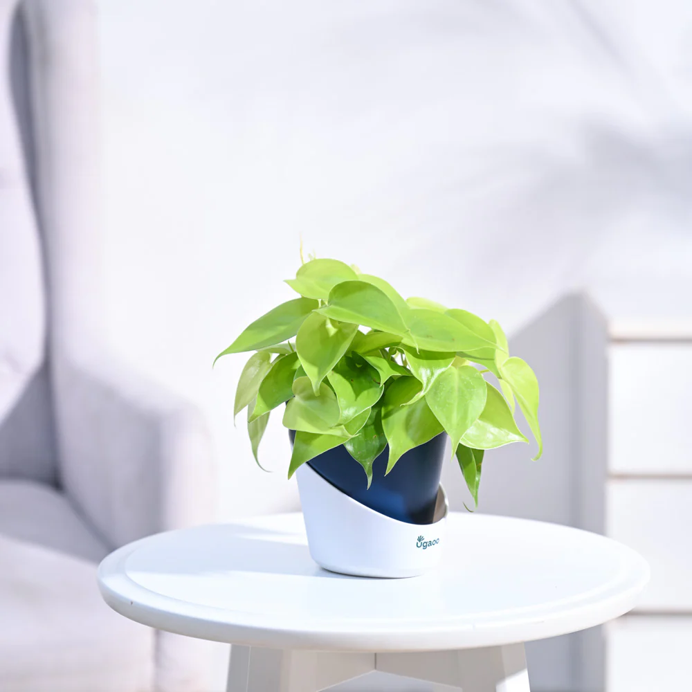 Philodendron Oxycardium Golden Plant - Image 20
