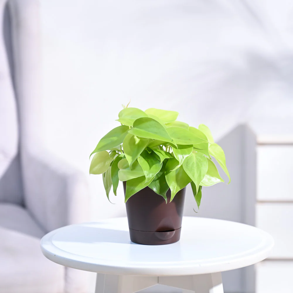 Philodendron Oxycardium Golden Plant - Image 21