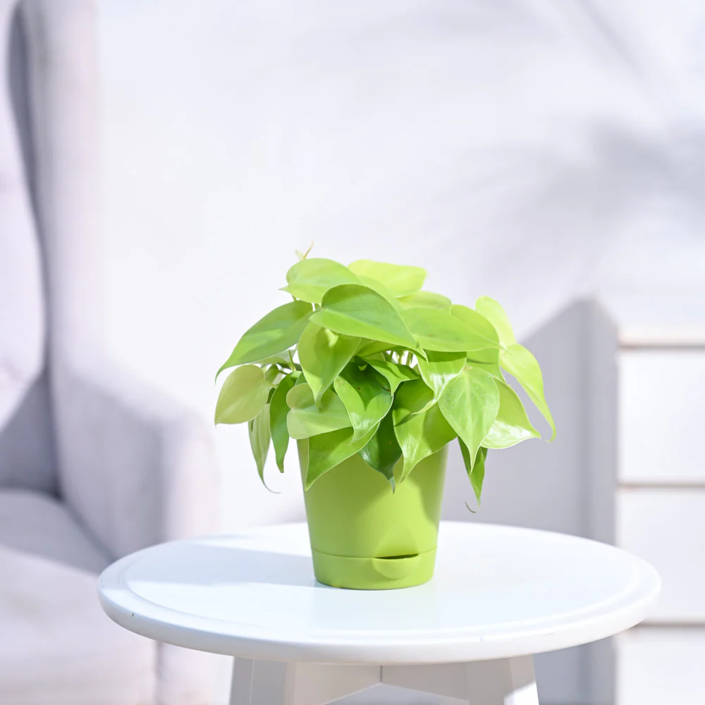 Philodendron Oxycardium Golden Plant - Image 22