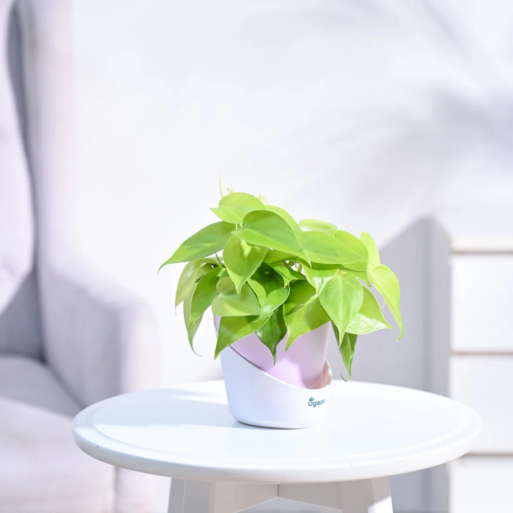 Philodendron Oxycardium Golden Plant - Image 23