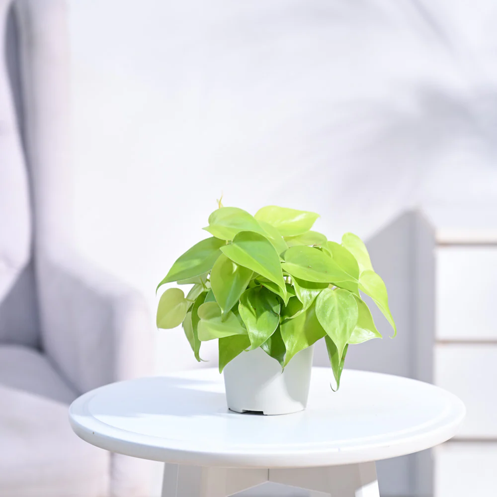 Philodendron Oxycardium Golden Plant - Image 26
