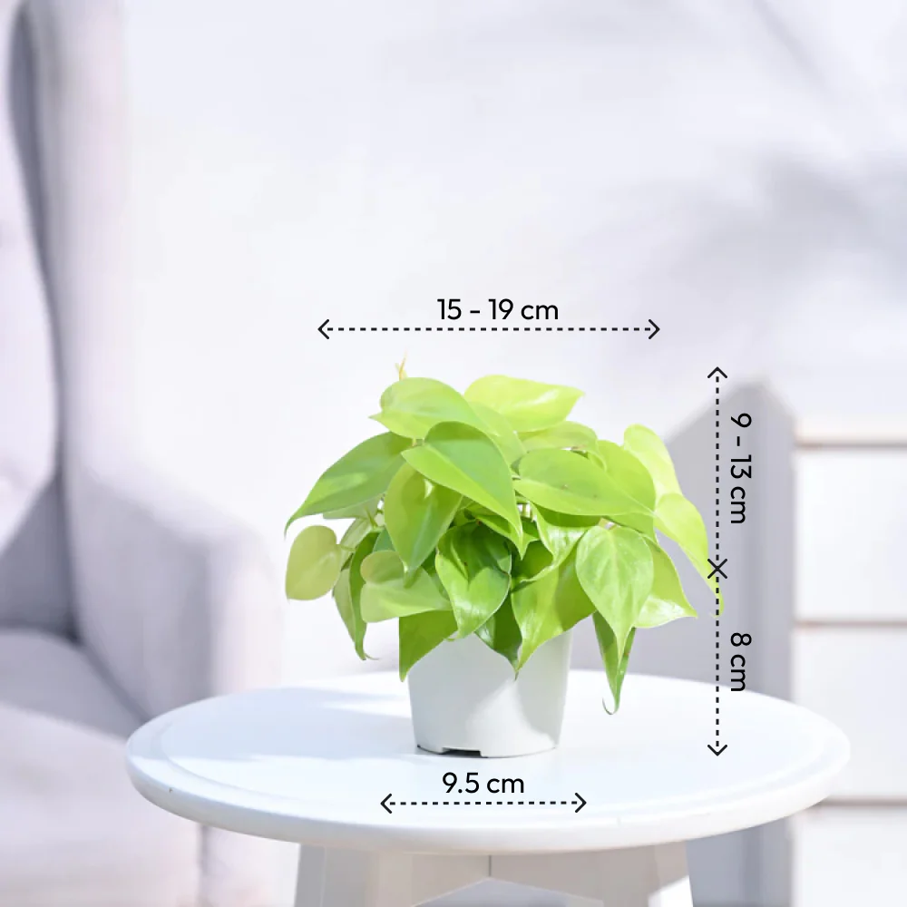Philodendron Oxycardium Golden Plant - Image 27