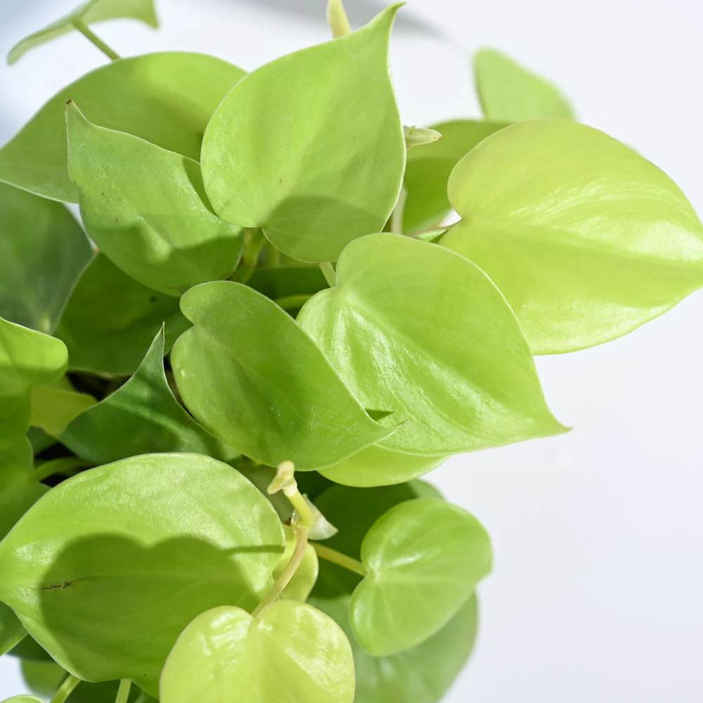 Philodendron Oxycardium Golden Plant - Image 35