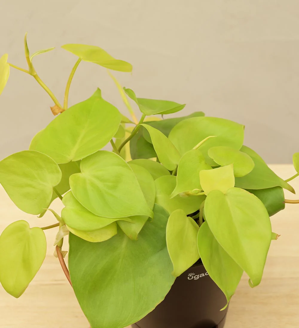 Philodendron Oxycardium Golden Plant - Image 4