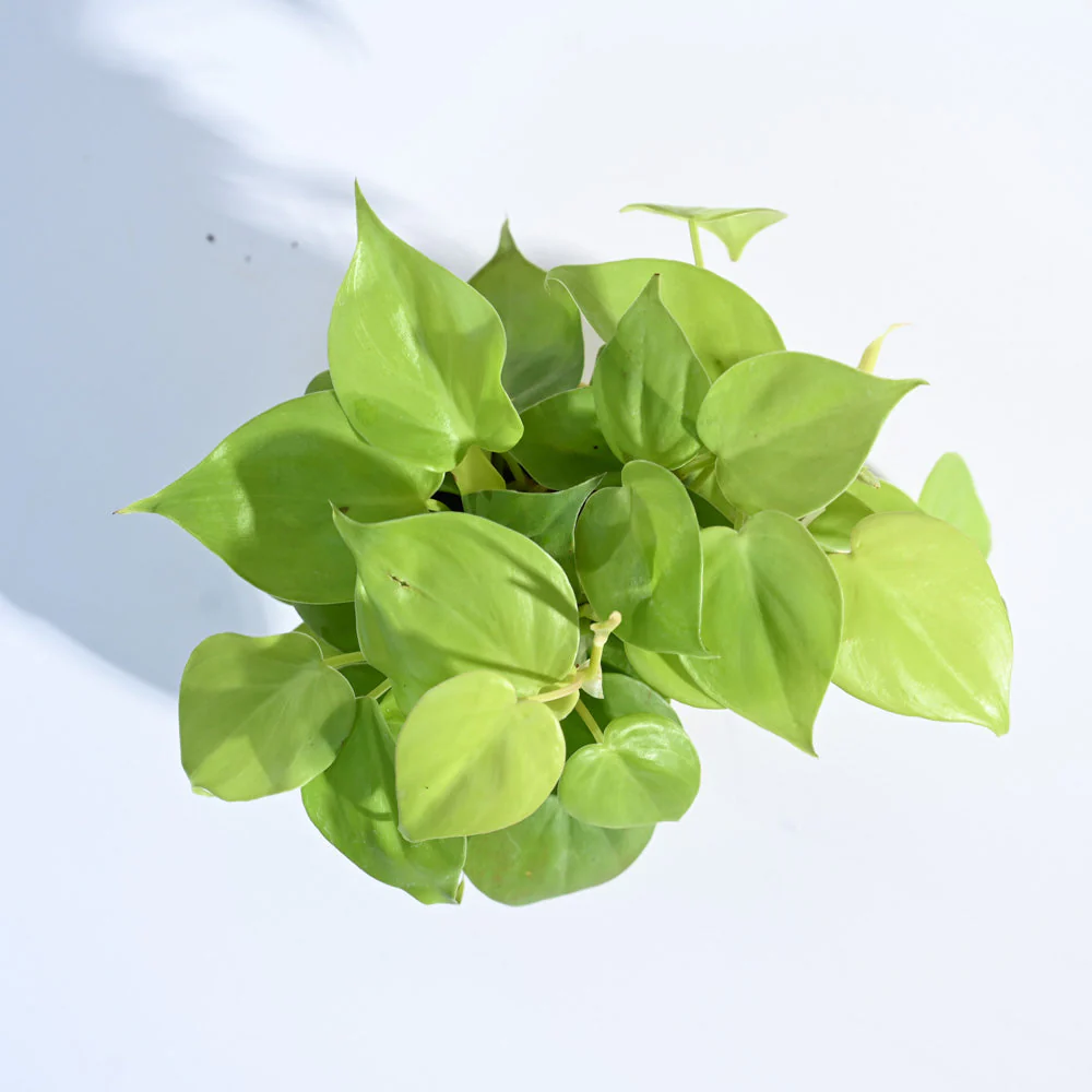 Philodendron Oxycardium Golden Plant - Image 46