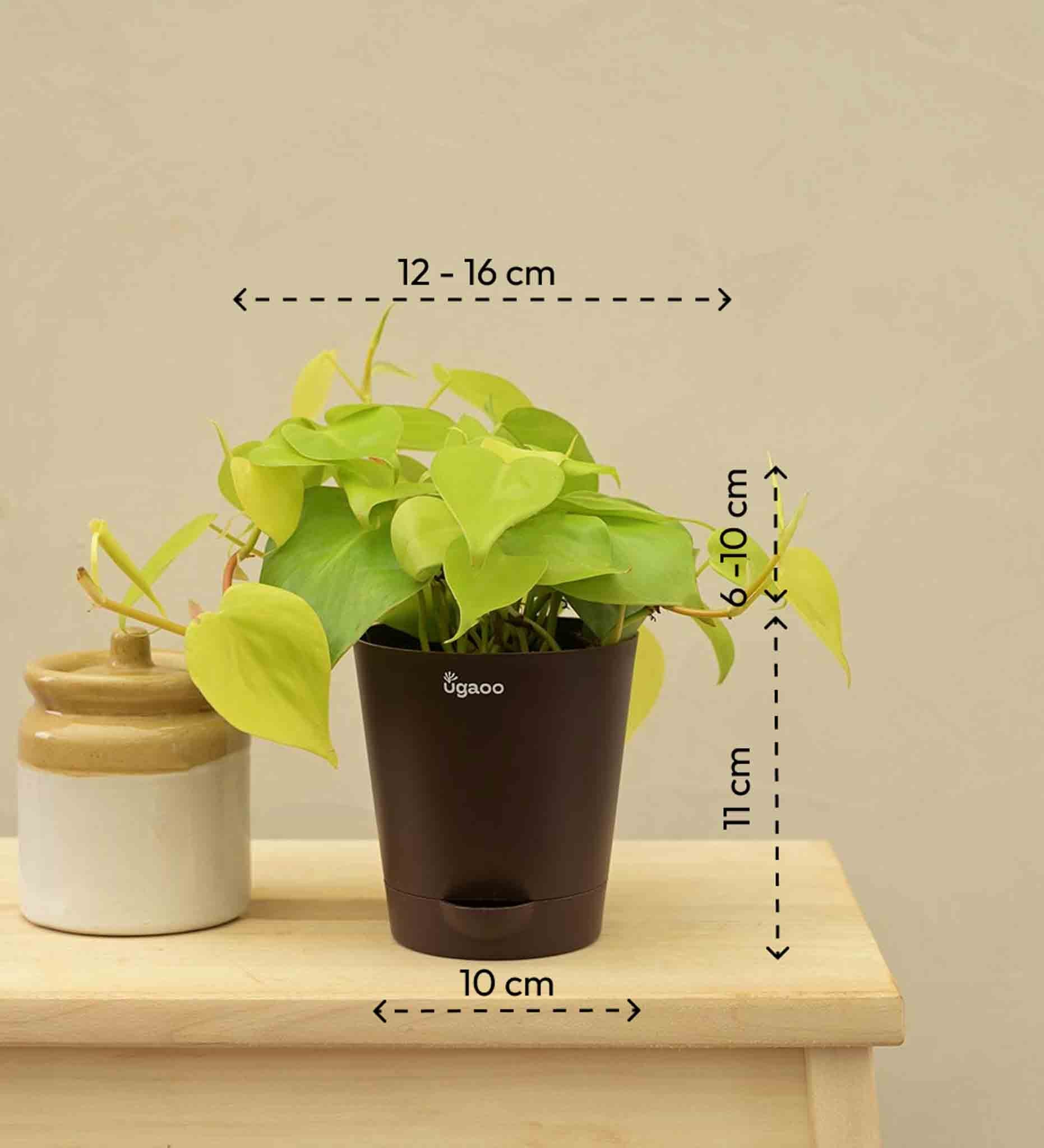 Philodendron Oxycardium Golden Plant - Image 5