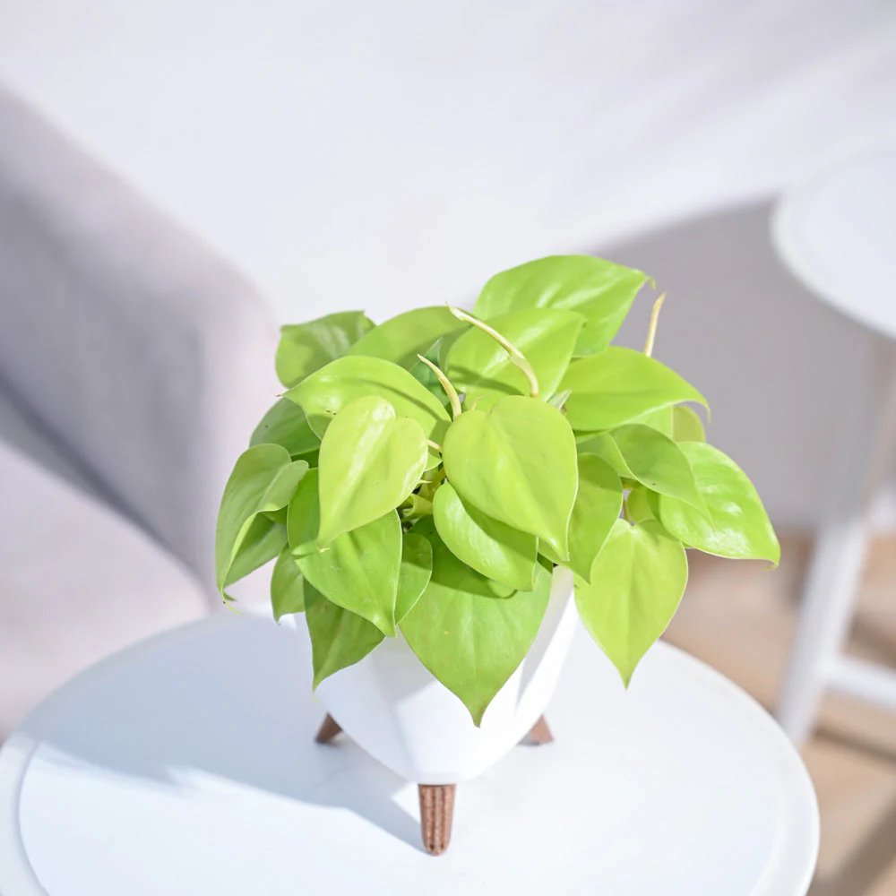 Philodendron Oxycardium Golden Plant - Image 80