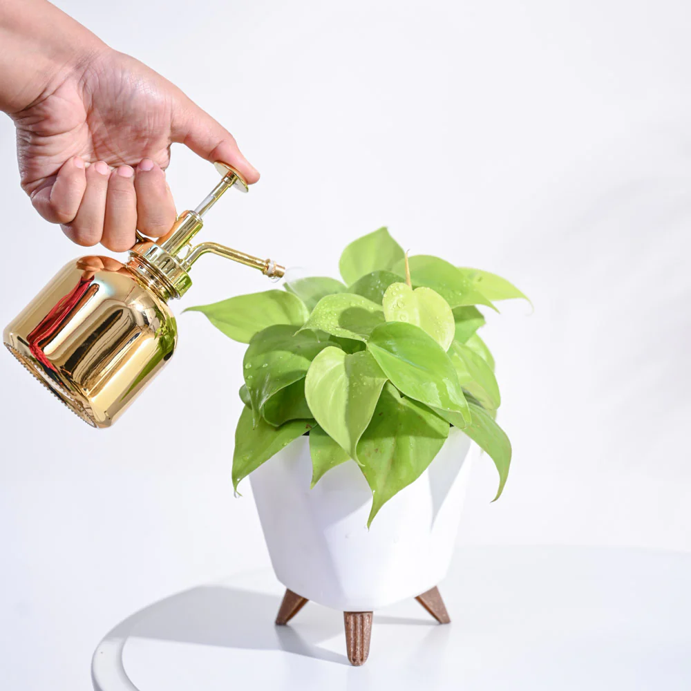 Philodendron Oxycardium Golden Plant - Image 81