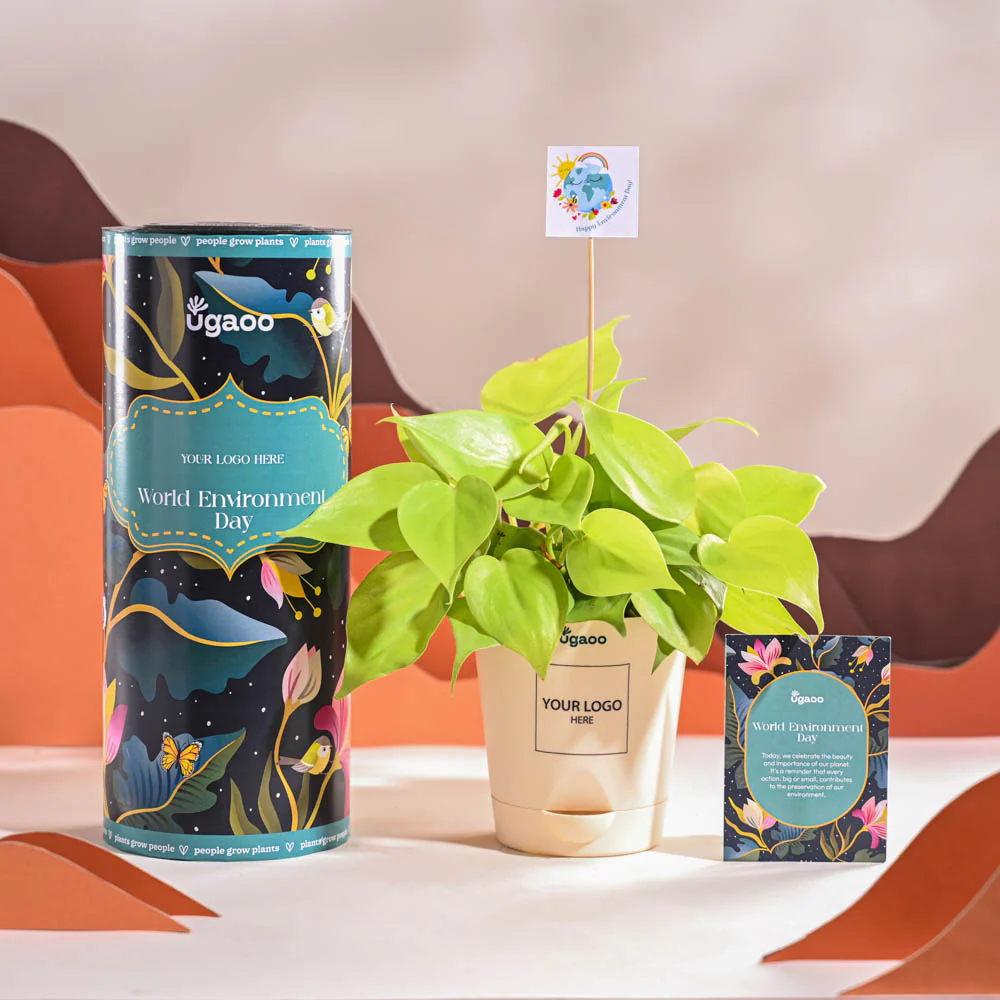Philodendron Oxycardium Golden Plant For Environment Day Gifting - Image 2