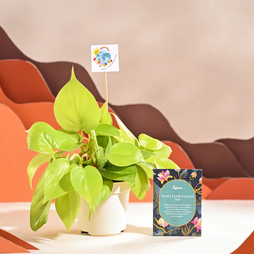 Philodendron Oxycardium Golden Plant For Environment Day Gifting - Image 3