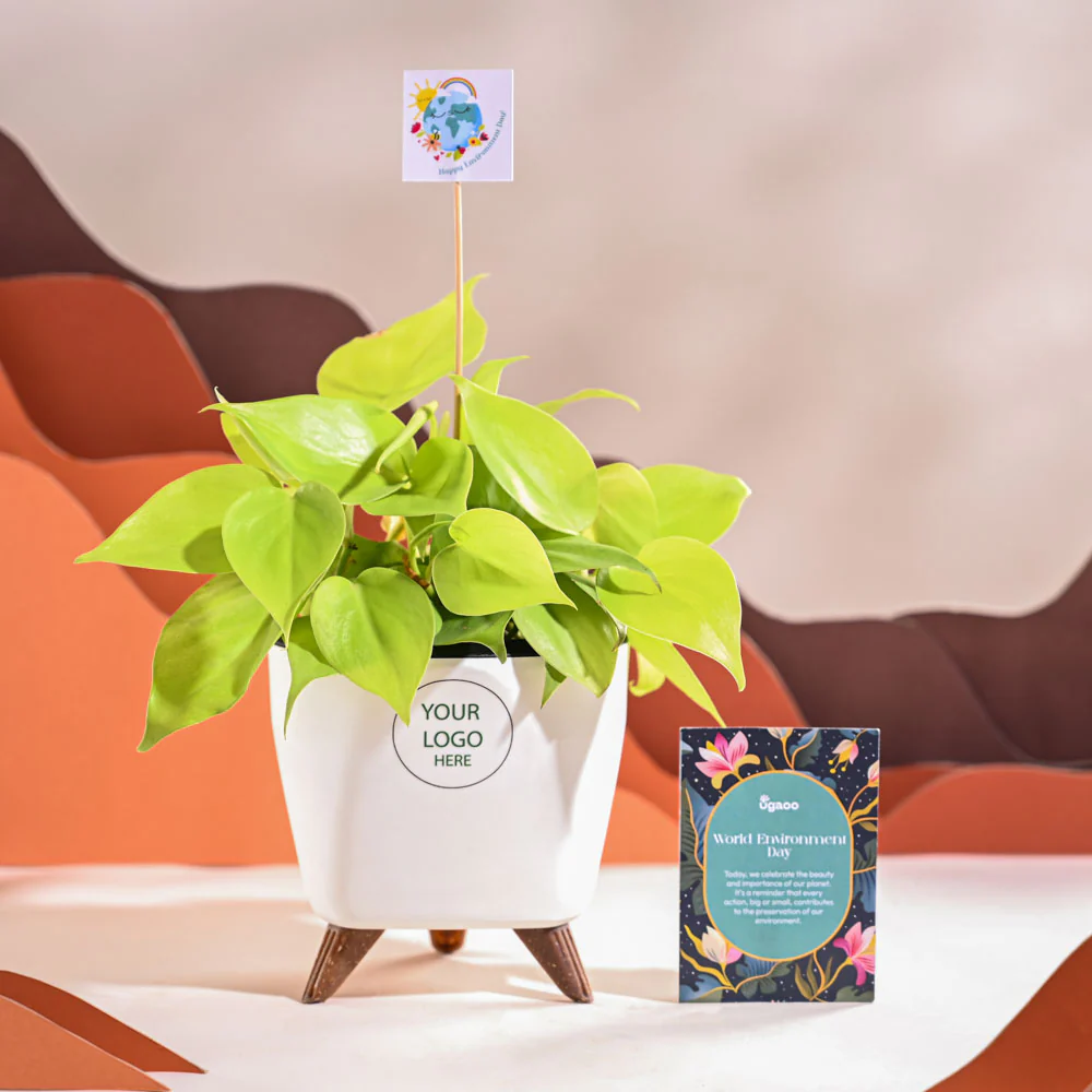 Philodendron Oxycardium Golden Plant For Environment Day Gifting - Image 38