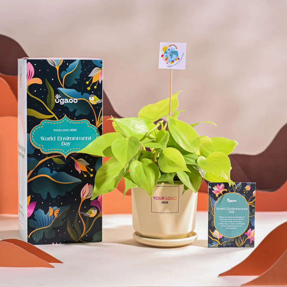 Philodendron Oxycardium Golden Plant For Environment Day Gifting - Image 61