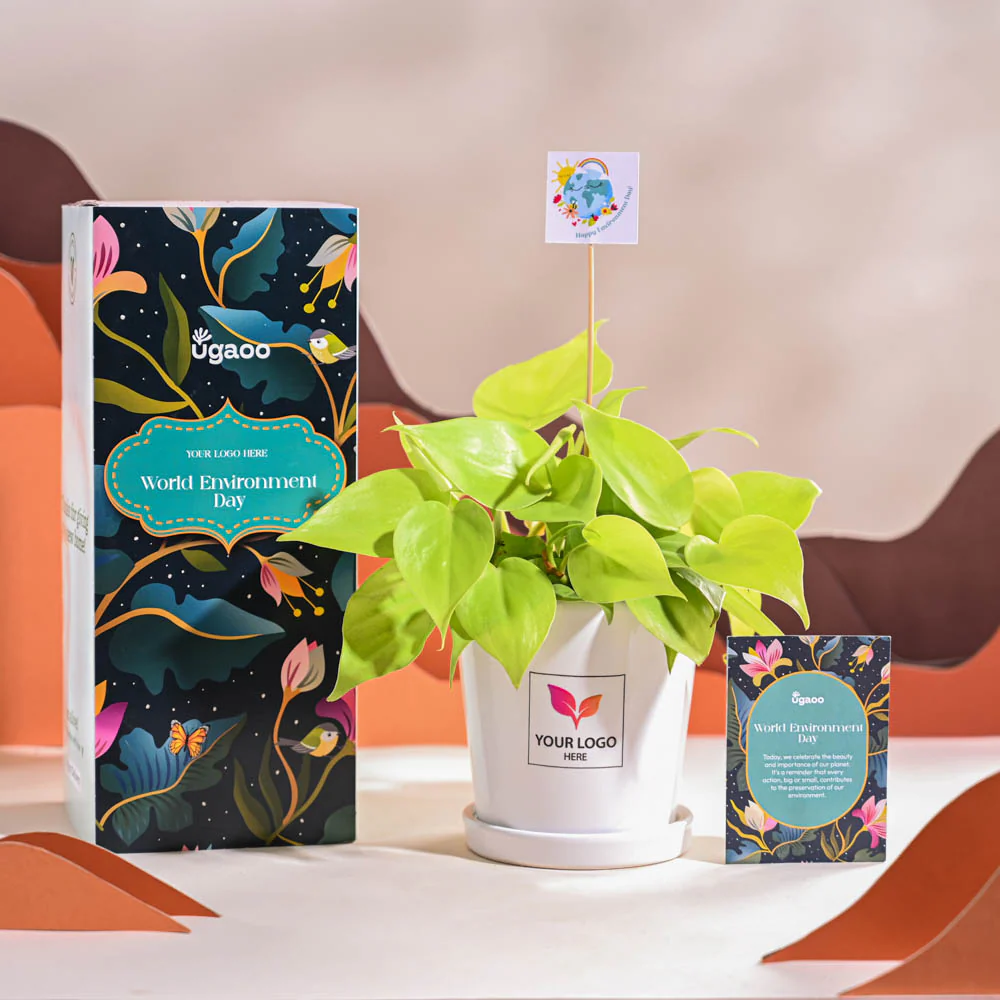 Philodendron Oxycardium Golden Plant For Environment Day Gifting - Image 67