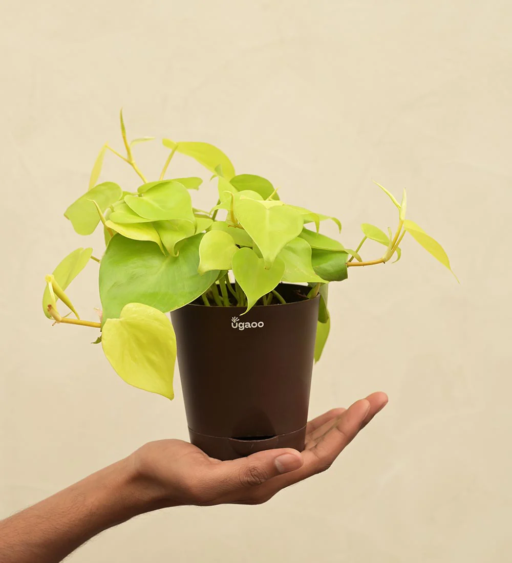 Philodendron Oxycardium Golden Plant Gift Hamper - Image 5