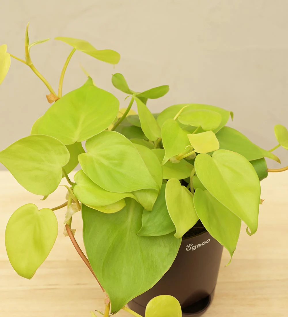 Philodendron Oxycardium Golden Plant Gift Hamper - Image 6
