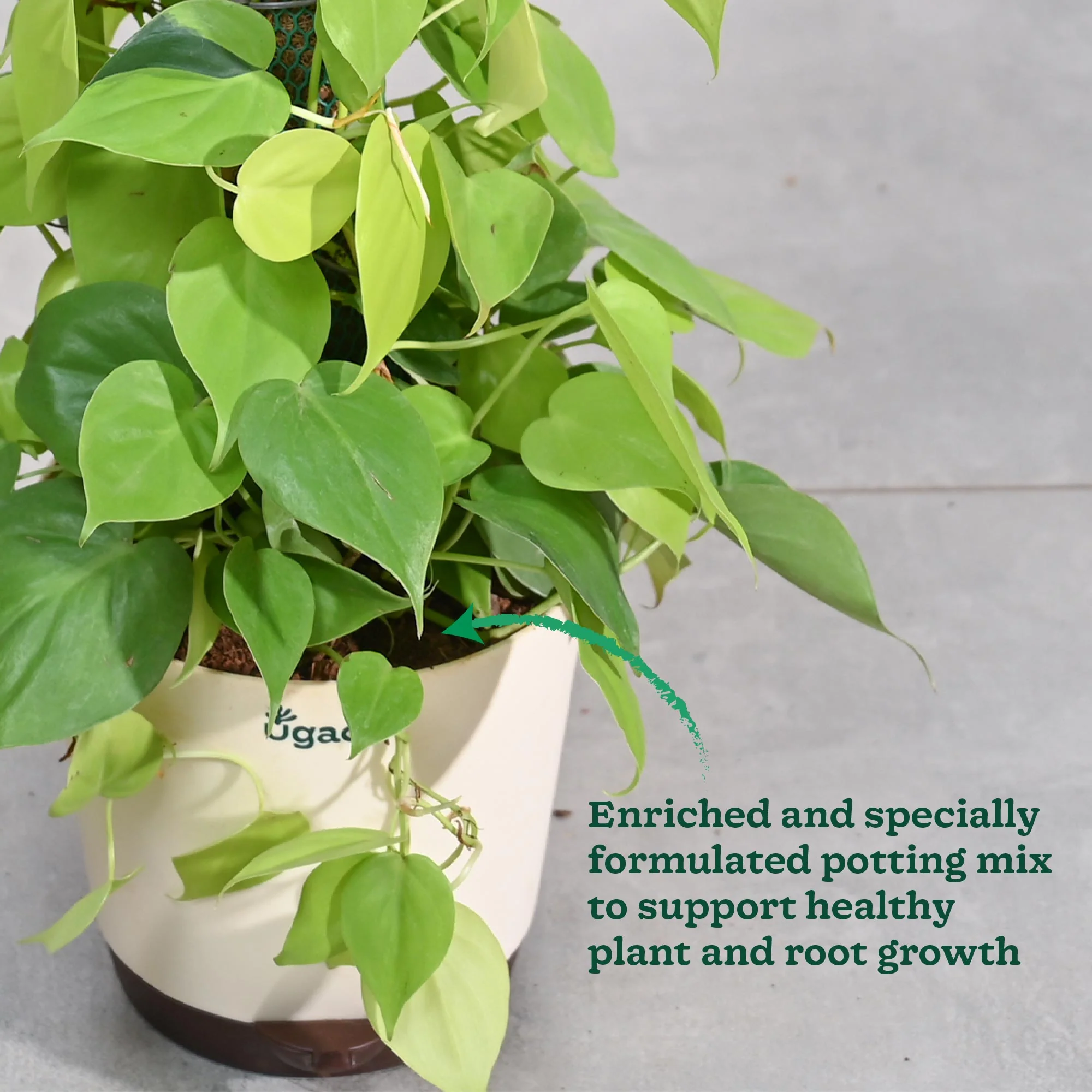 Philodendron Oxycardium Golden Plant with Moss Stick - Image 6
