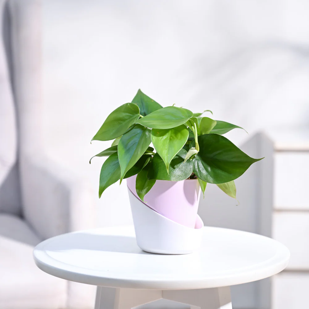 Philodendron Oxycardium Green Plant - Image 101