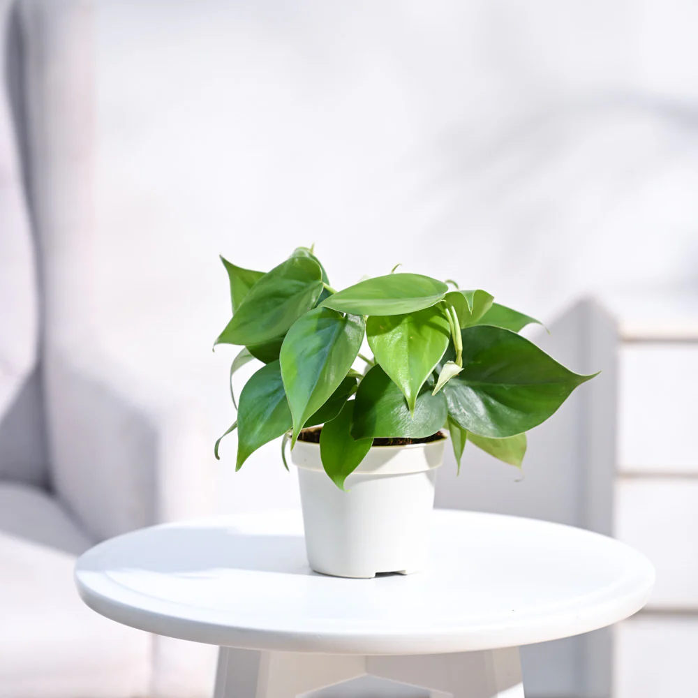 Philodendron Oxycardium Green Plant - Image 18