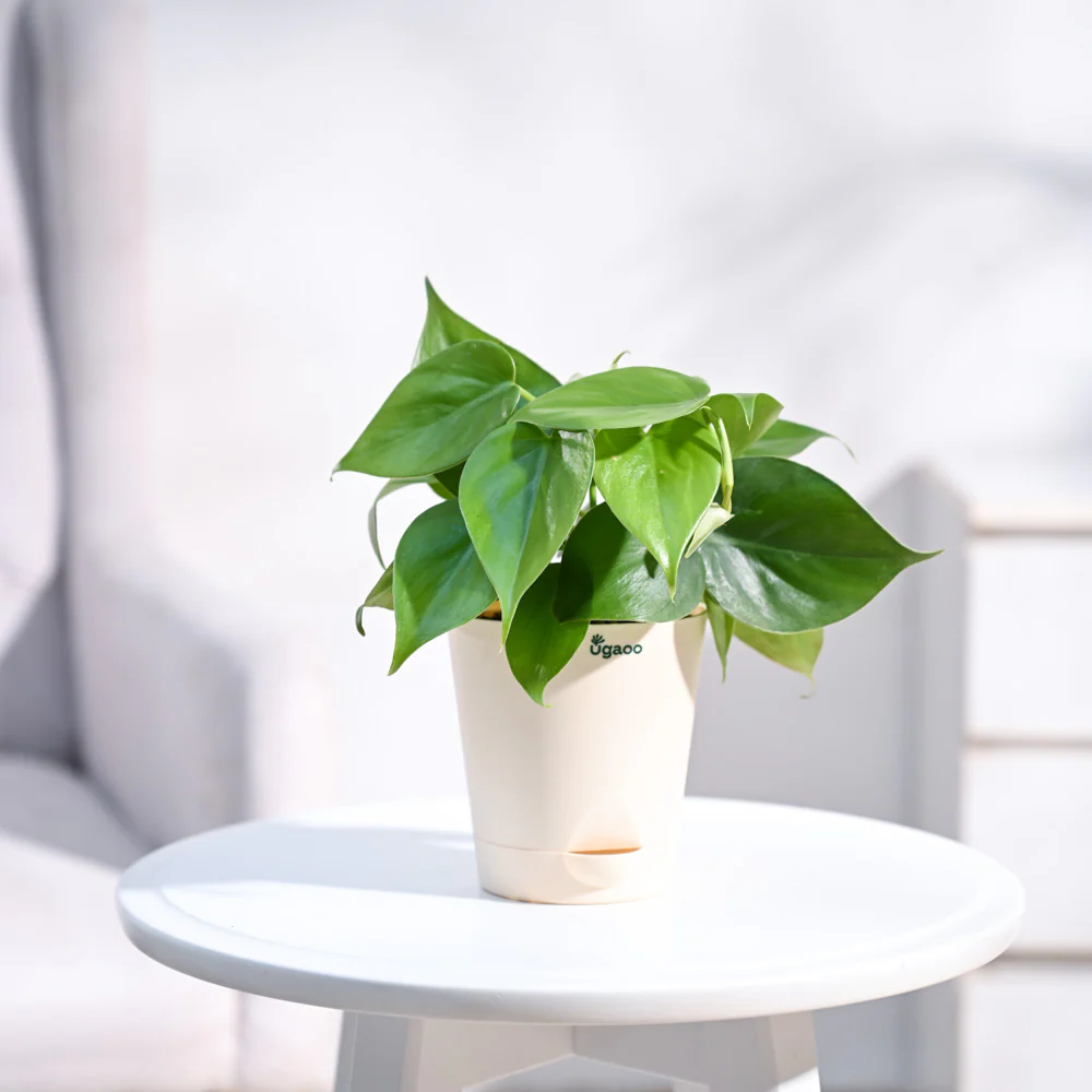 Philodendron Oxycardium Green Plant - Image 19