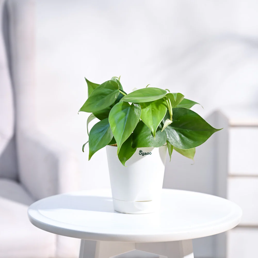 Philodendron Oxycardium Green Plant - Image 23