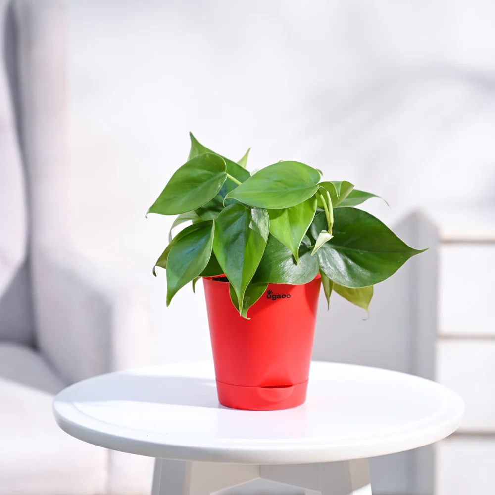 Philodendron Oxycardium Green Plant - Image 28