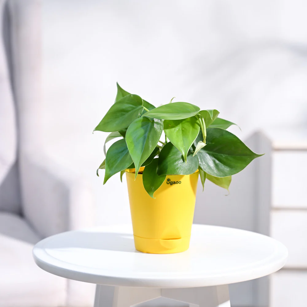 Philodendron Oxycardium Green Plant - Image 36