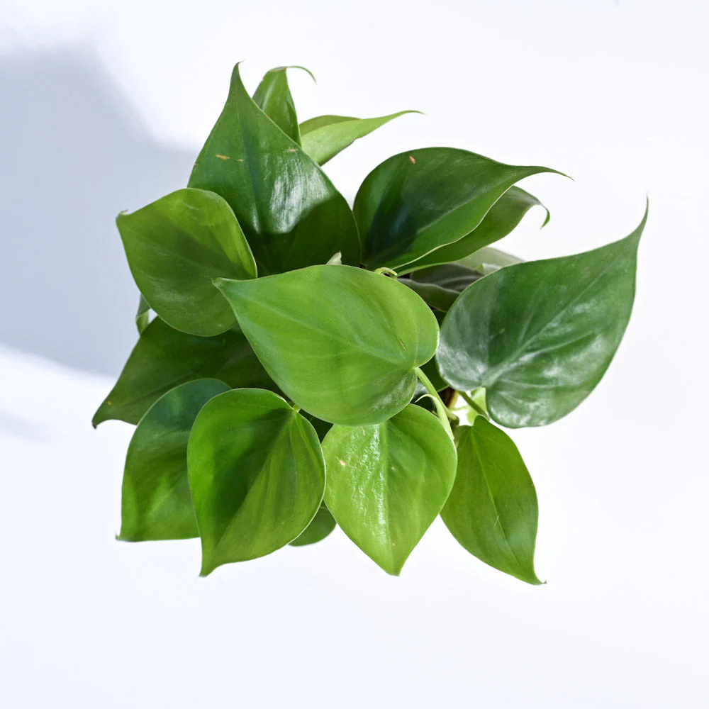 Philodendron Oxycardium Green Plant - Image 39