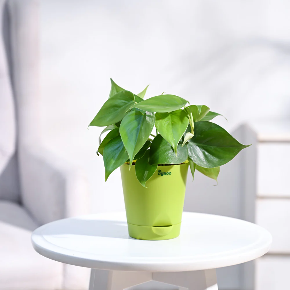 Philodendron Oxycardium Green Plant - Image 40