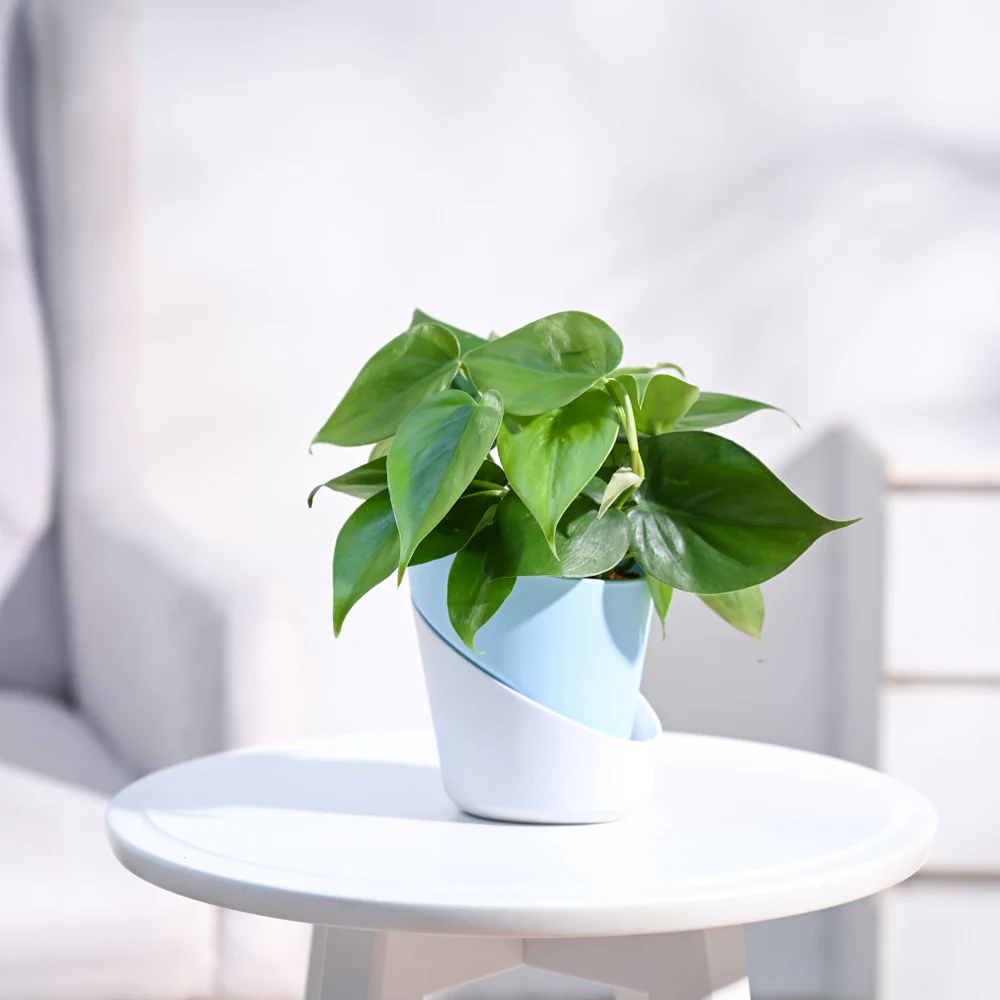 Philodendron Oxycardium Green Plant - Image 44