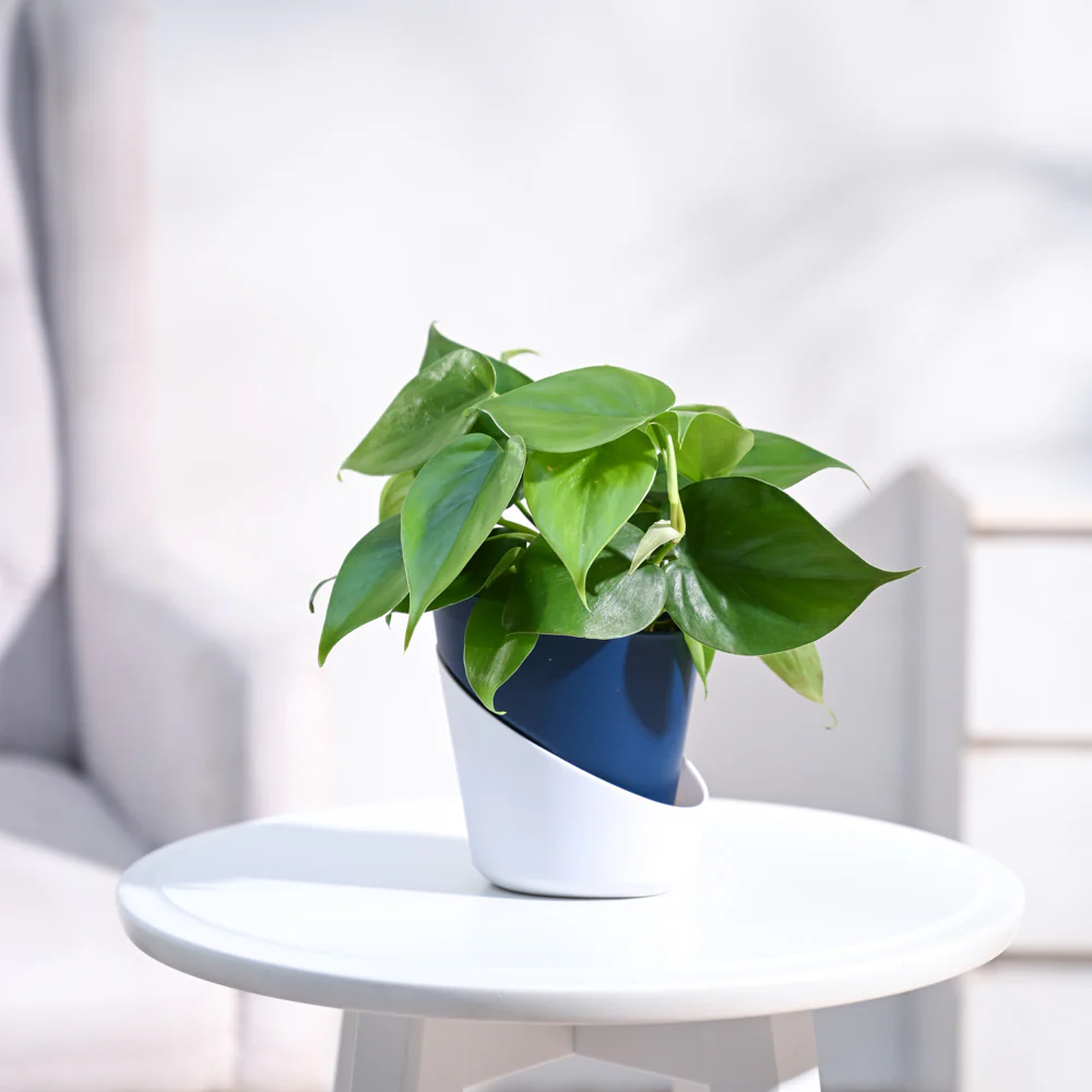 Philodendron Oxycardium Green Plant - Image 48