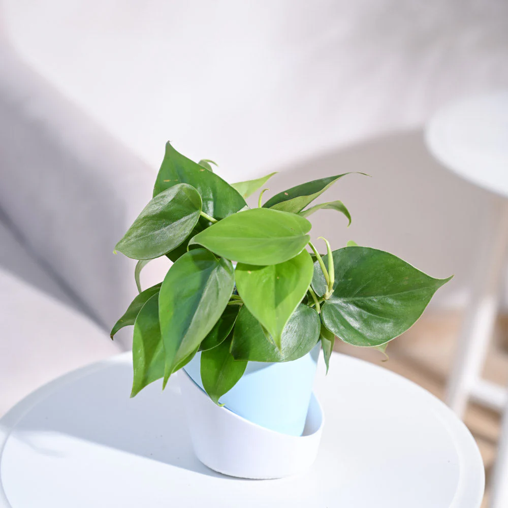 Philodendron Oxycardium Green Plant - Image 53