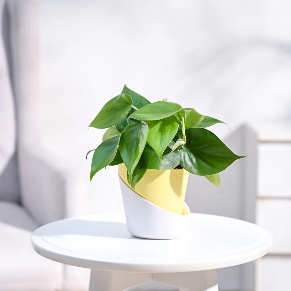 Philodendron Oxycardium Green Plant - Image 58