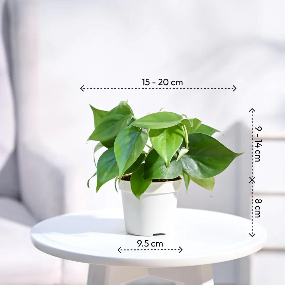 Philodendron Oxycardium Green Plant - Image 6