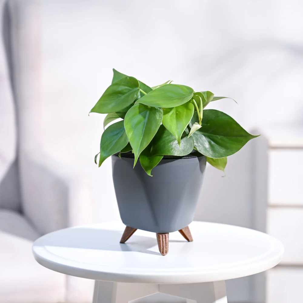 Philodendron Oxycardium Green Plant - Image 64