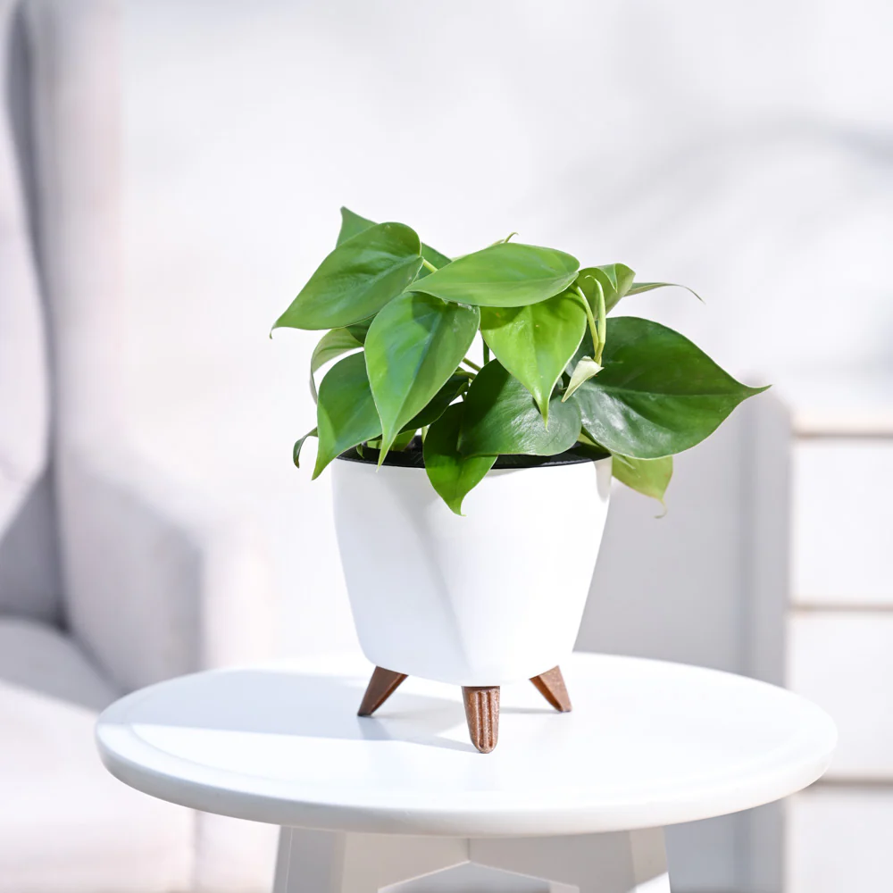 Philodendron Oxycardium Green Plant - Image 65
