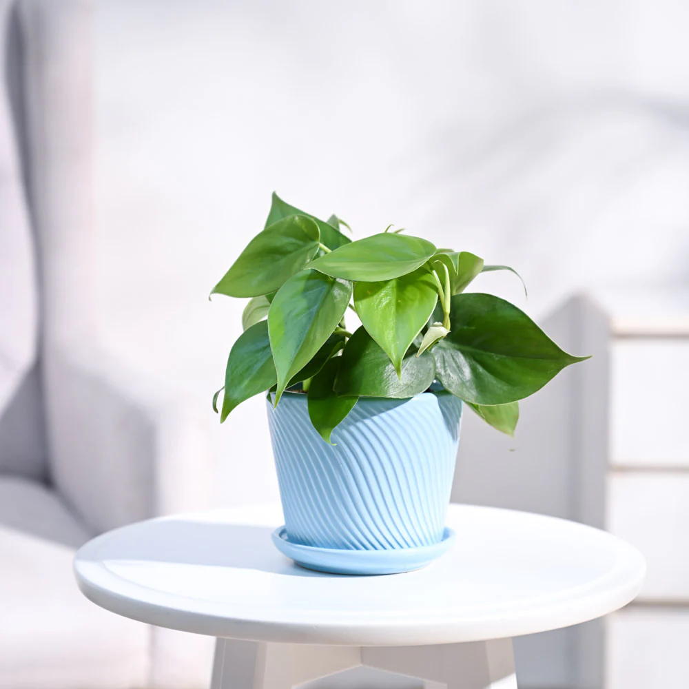 Philodendron Oxycardium Green Plant - Image 66