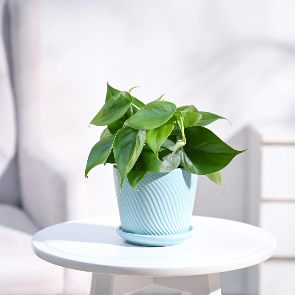 Philodendron Oxycardium Green Plant - Image 71