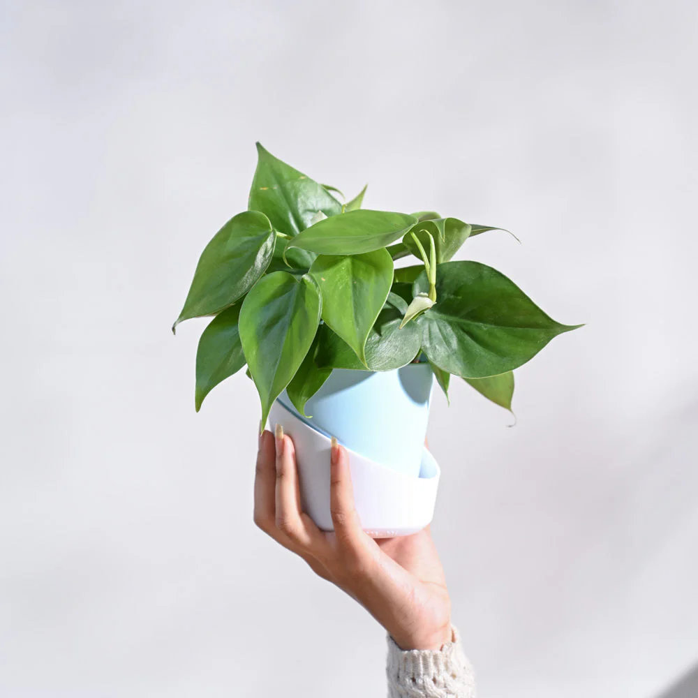 Philodendron Oxycardium Green Plant - Image 73