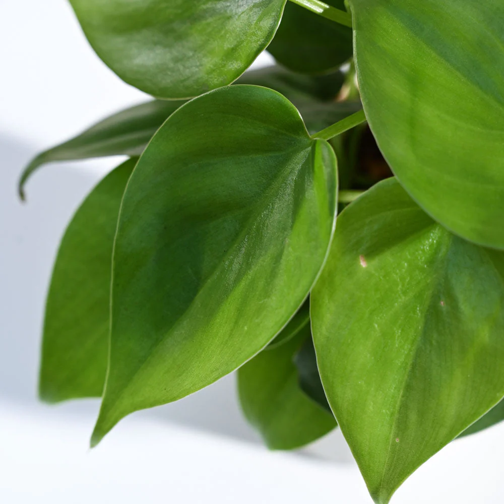 Philodendron Oxycardium Green Plant - Image 77