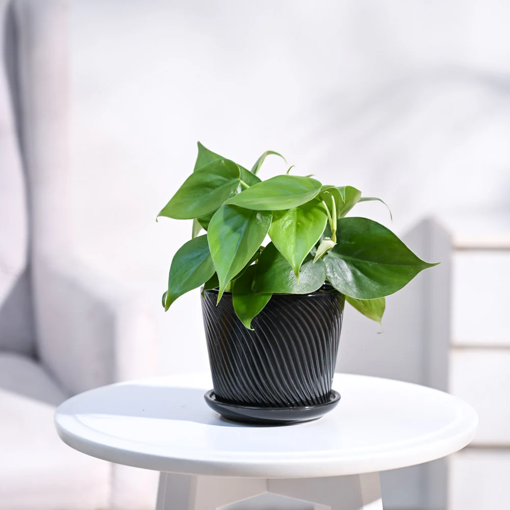 Philodendron Oxycardium Green Plant - Image 81