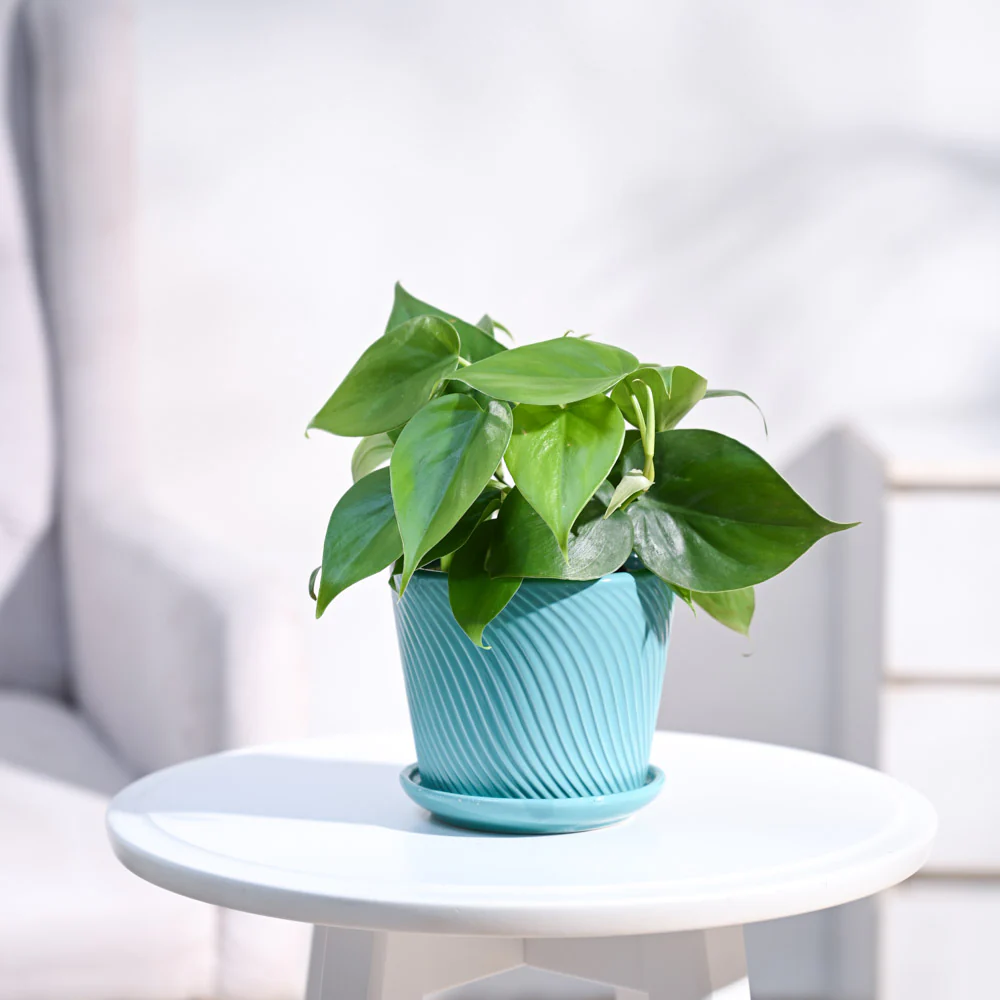 Philodendron Oxycardium Green Plant - Image 91