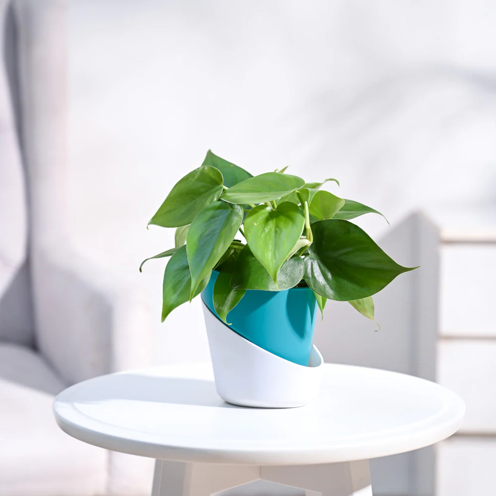 Philodendron Oxycardium Green Plant - Image 96