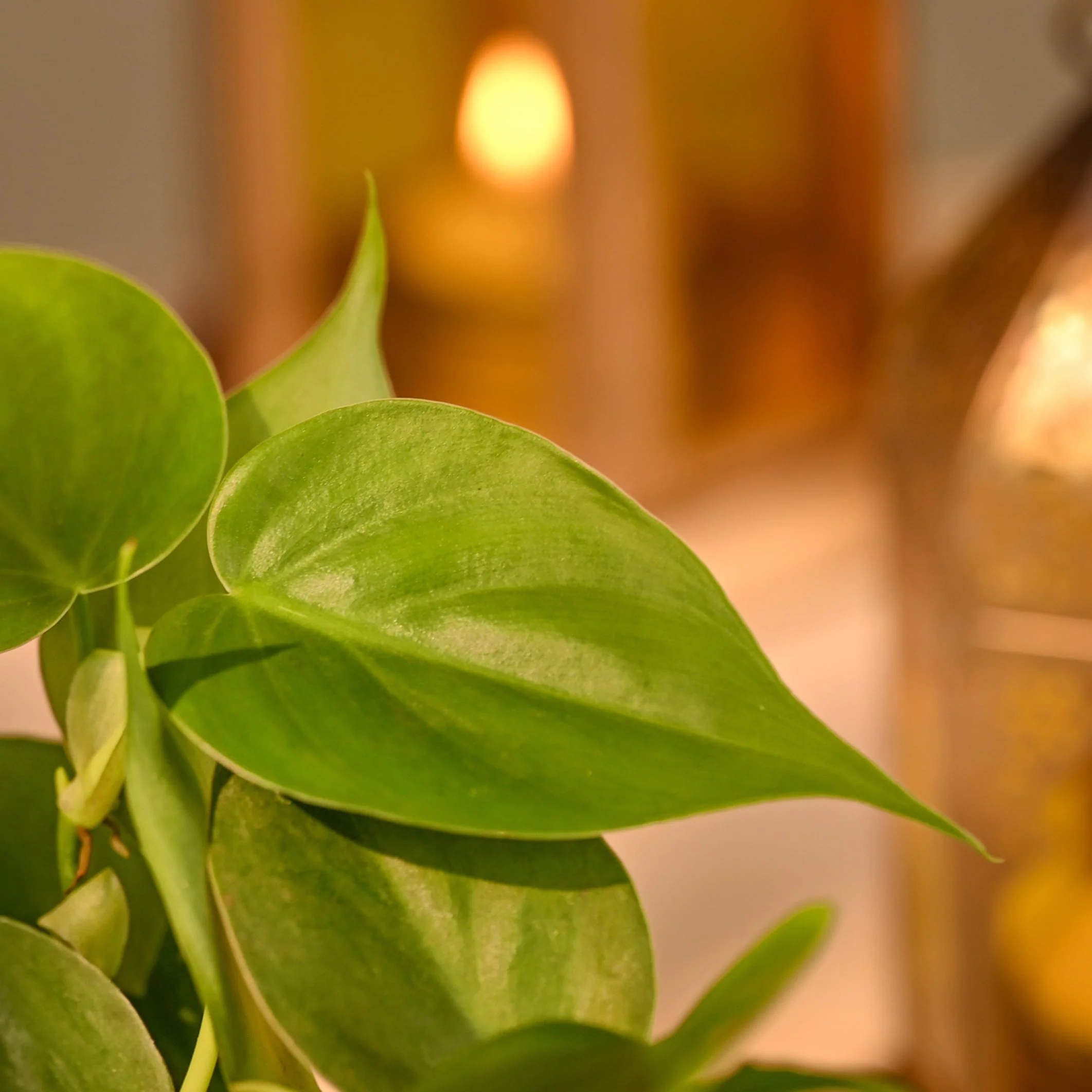Philodendron Oxycardium Green - Festive Plant Gift with Card - Image 3