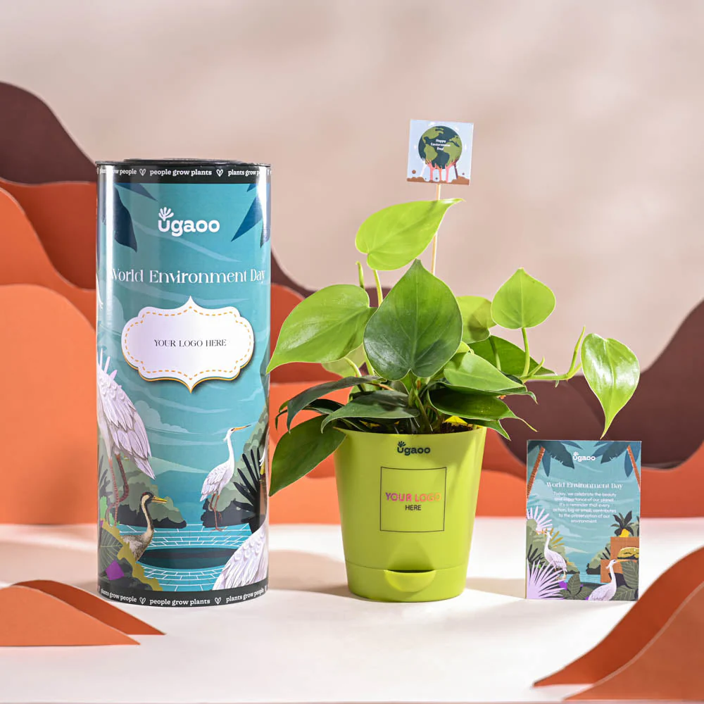 Philodendron Oxycardium Green Plant For Environment Day Gifting - Image 14